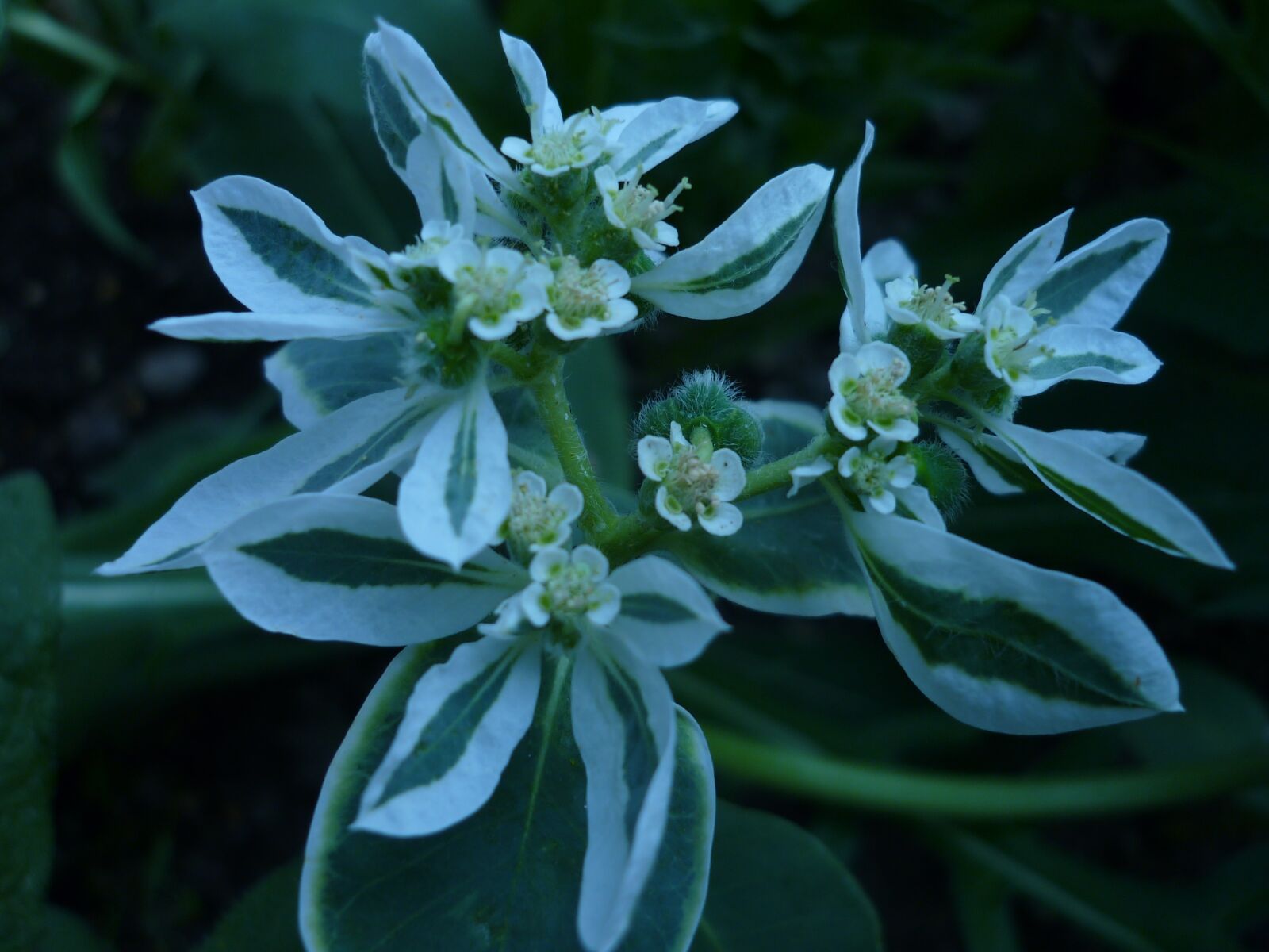 Panasonic Lumix DMC-FS6 sample photo. Flower, striking, white photography