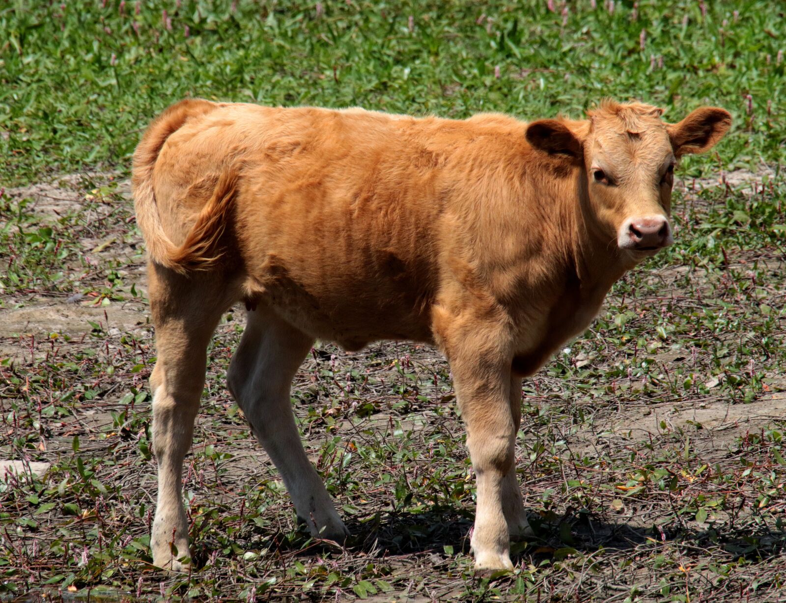 Canon EOS 7D Mark II sample photo. Manzanares spain, calf, cow photography