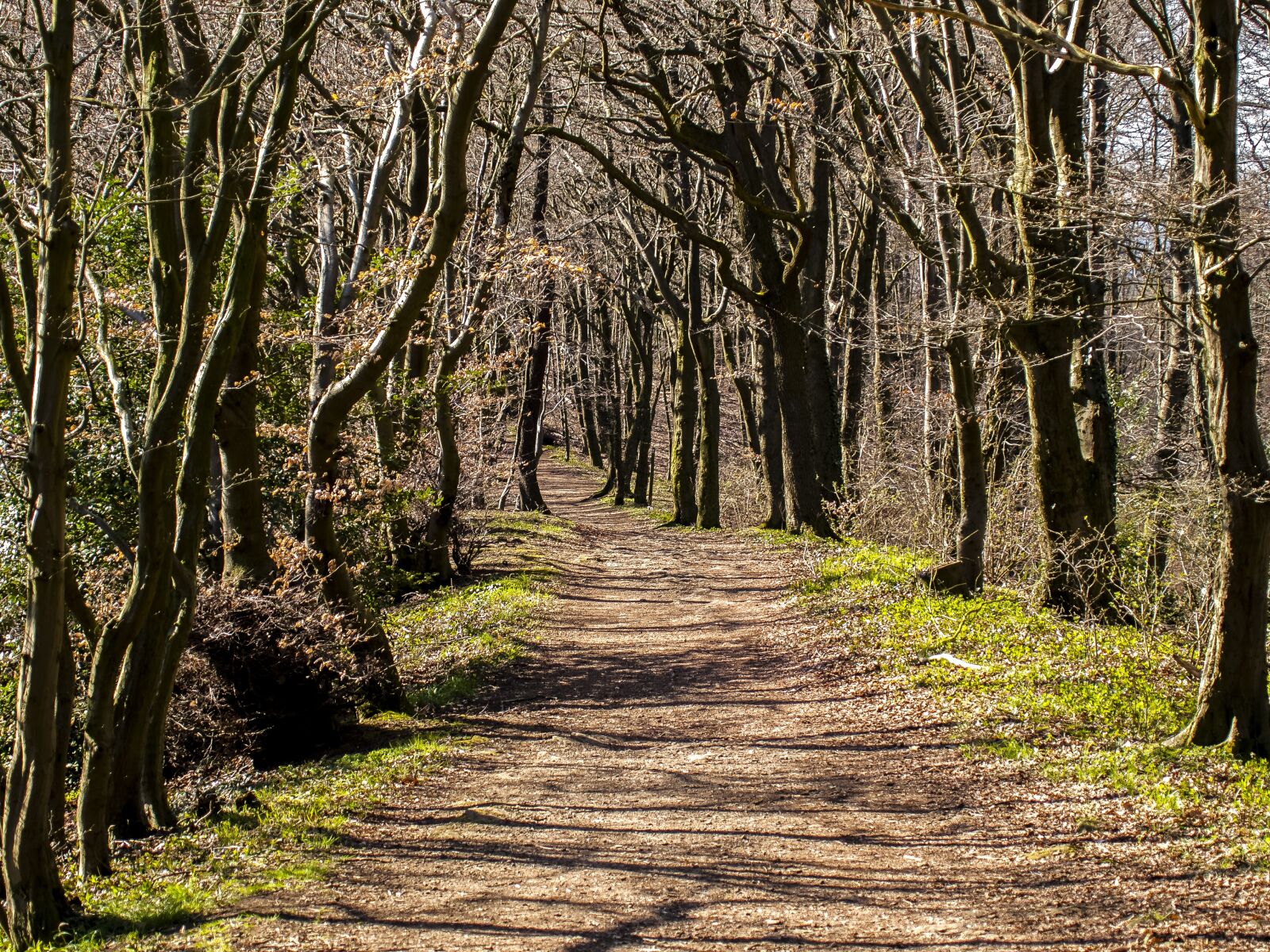 Olympus E-3 sample photo. Landscape, forest, nature photography