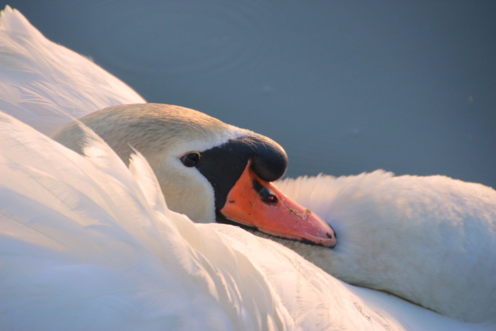 Canon EOS 650D (EOS Rebel T4i / EOS Kiss X6i) sample photo. Swan, mute swan, cygnus photography