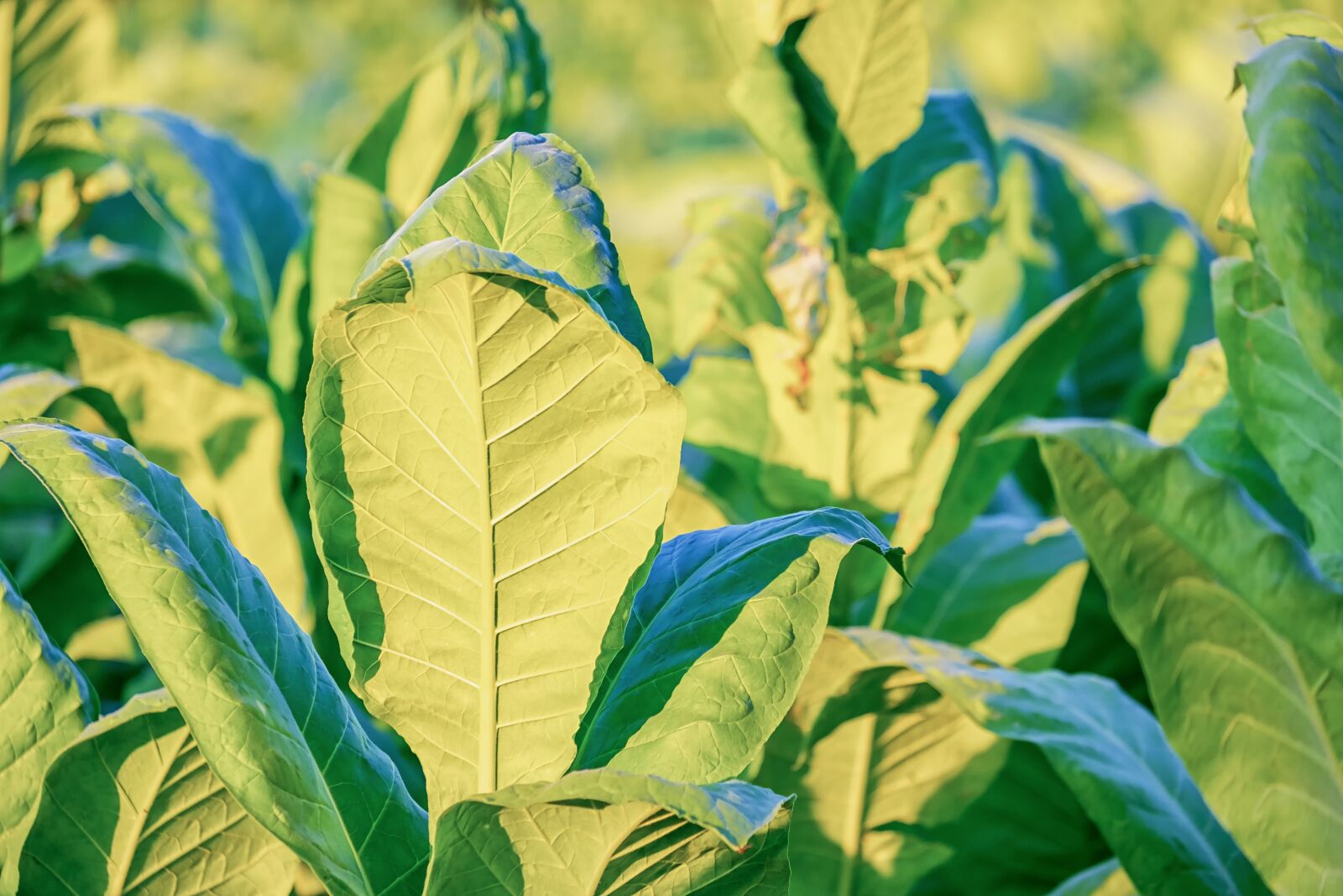 Fujifilm XF 55-200mm F3.5-4.8 R LM OIS sample photo. Tobacco, nicotiana tabacum, leaves photography