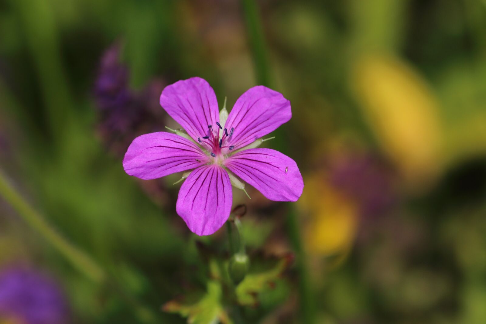 Canon EOS 1200D (EOS Rebel T5 / EOS Kiss X70 / EOS Hi) sample photo. Nature, flower, no one photography