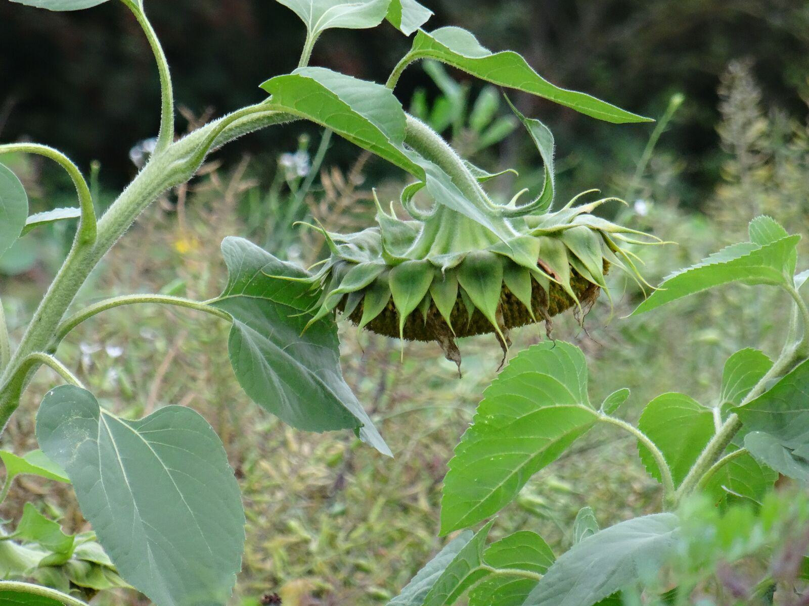 Sony DSC-HX50 sample photo. Sunflower, 3rd generation, countryside photography