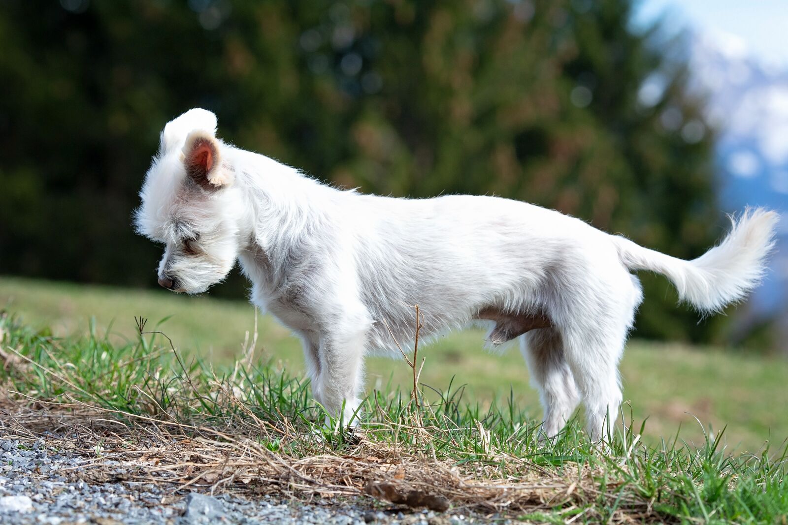 Nikon D7100 sample photo. Dog, white, out photography