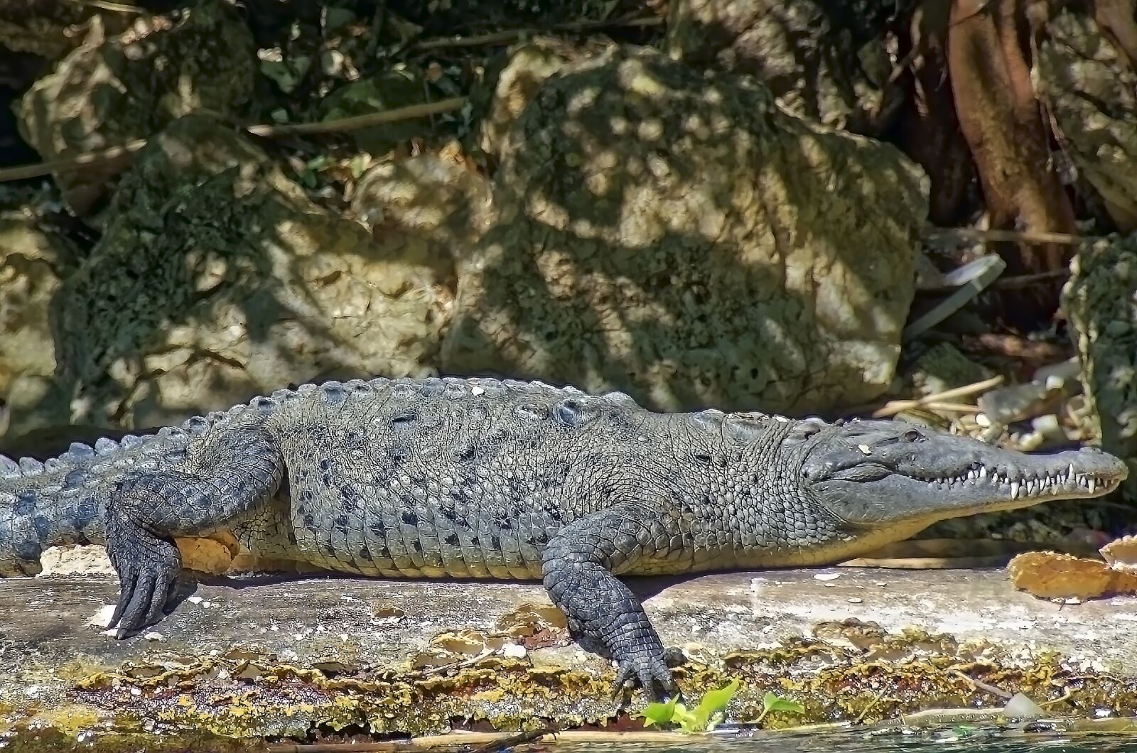 Nikon D7000 sample photo. Crocodile, lizards, reptile photography