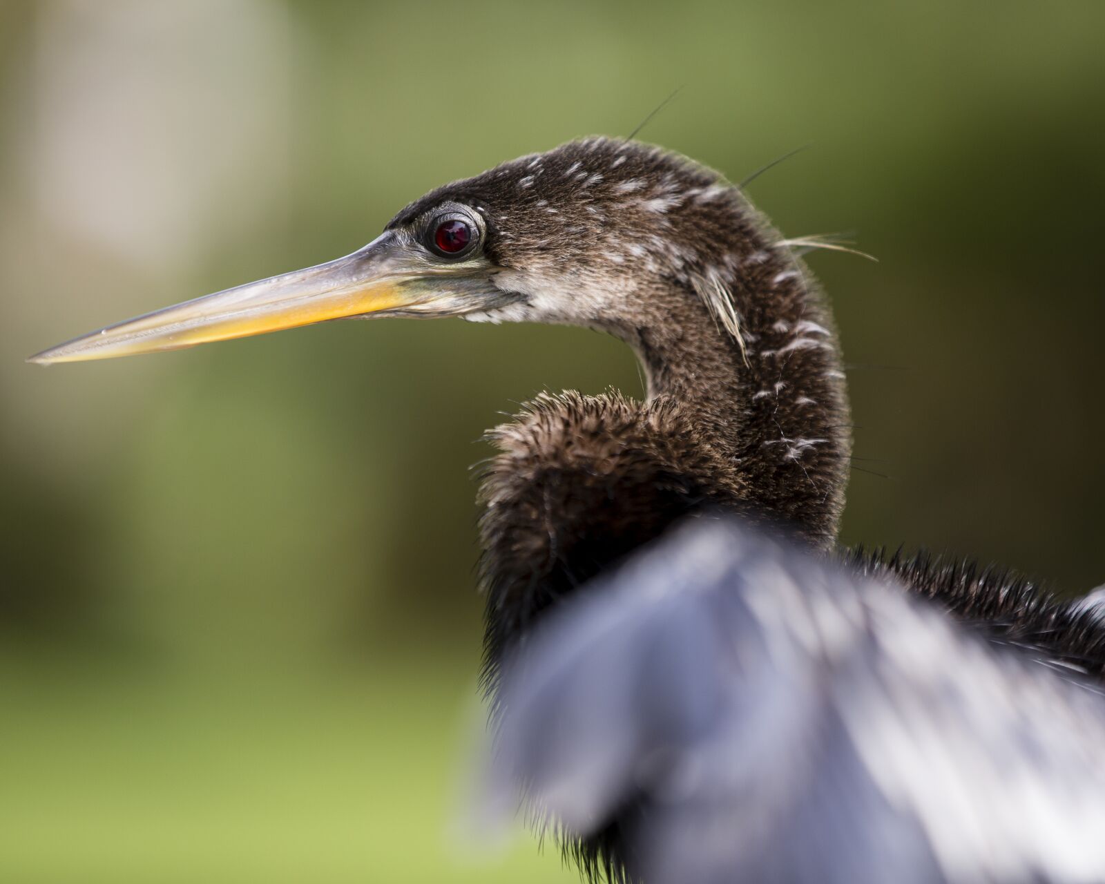 Canon EOS 5D Mark III sample photo. Bird, florida, animal photography