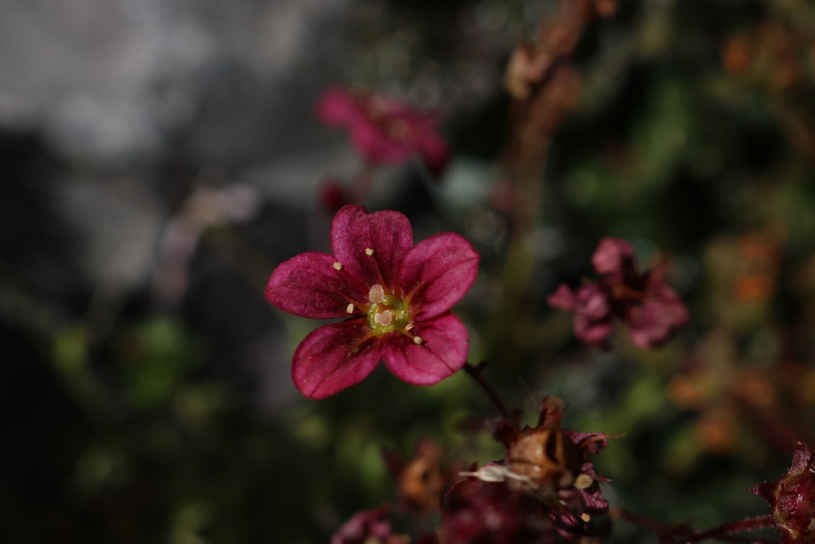 Canon EOS 750D (EOS Rebel T6i / EOS Kiss X8i) sample photo. Shade, summer, flower photography