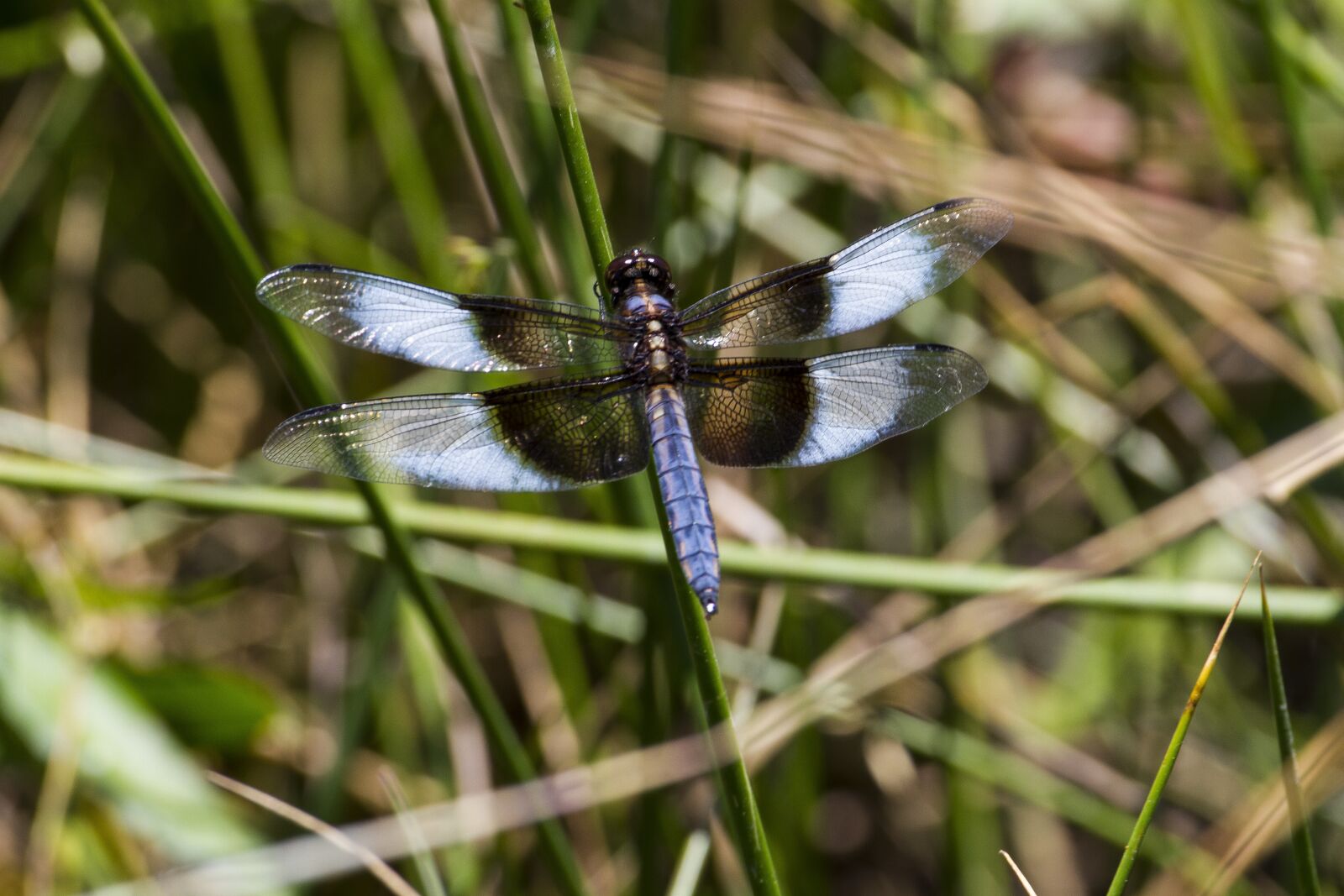 Canon EOS 7D sample photo. Widow skimmer, skimmers, dragonfly photography