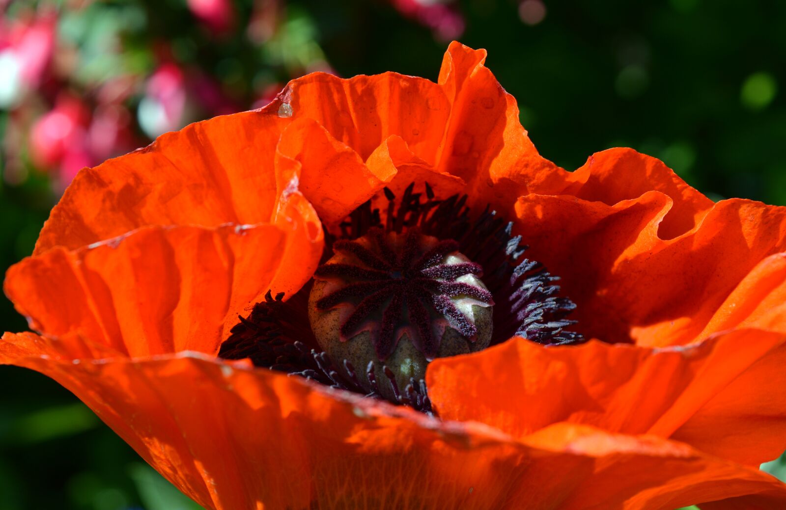 Nikon D3200 sample photo. Poppy, flower, red photography