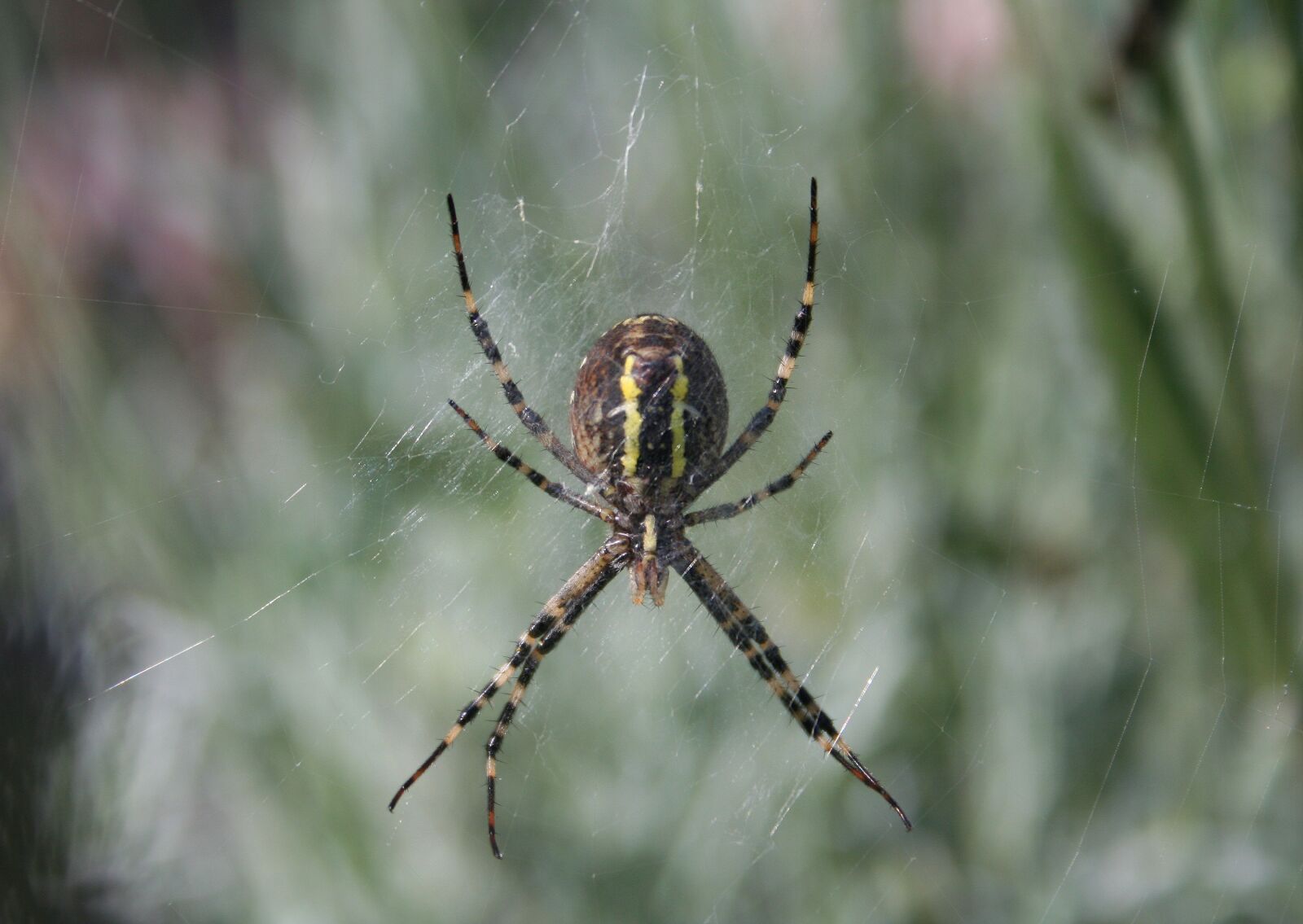 Canon EOS 350D (EOS Digital Rebel XT / EOS Kiss Digital N) sample photo. Wasp spider, spin, insect photography