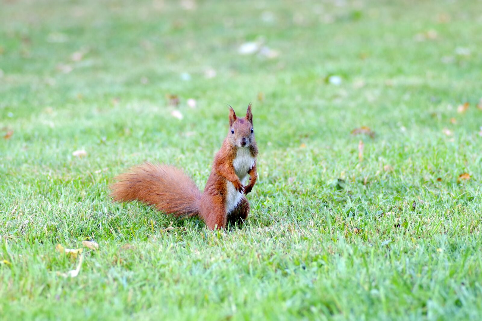Pentax K-S2 sample photo. The squirrel, animal, rodent photography