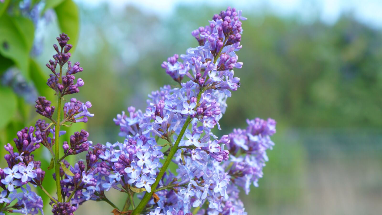 Sony Alpha a3000 + Sony E 18-55mm F3.5-5.6 OSS sample photo. Nature, plants, violet photography