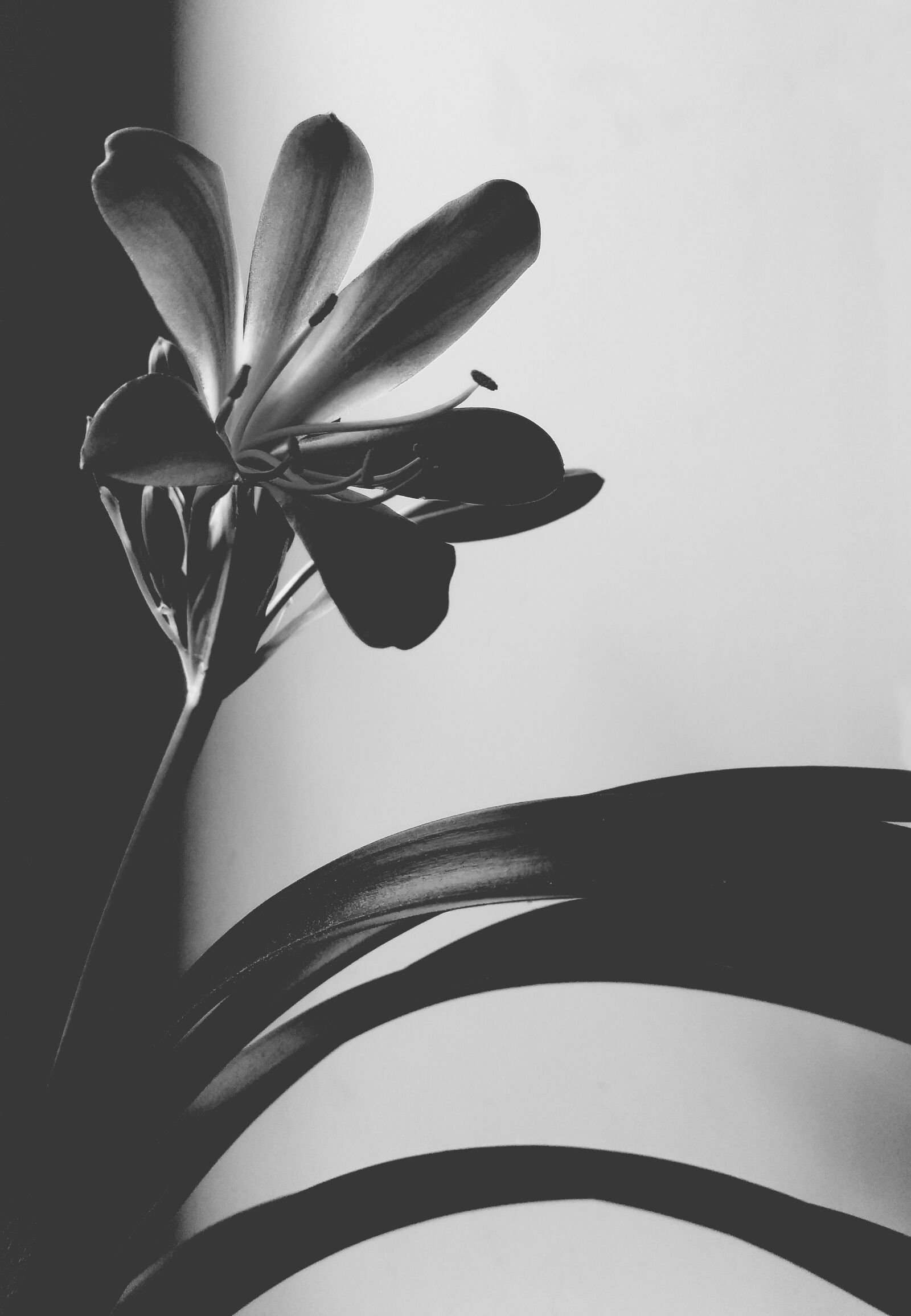 Xiaomi Redmi Note 4 sample photo. Flower, flora, bw photography
