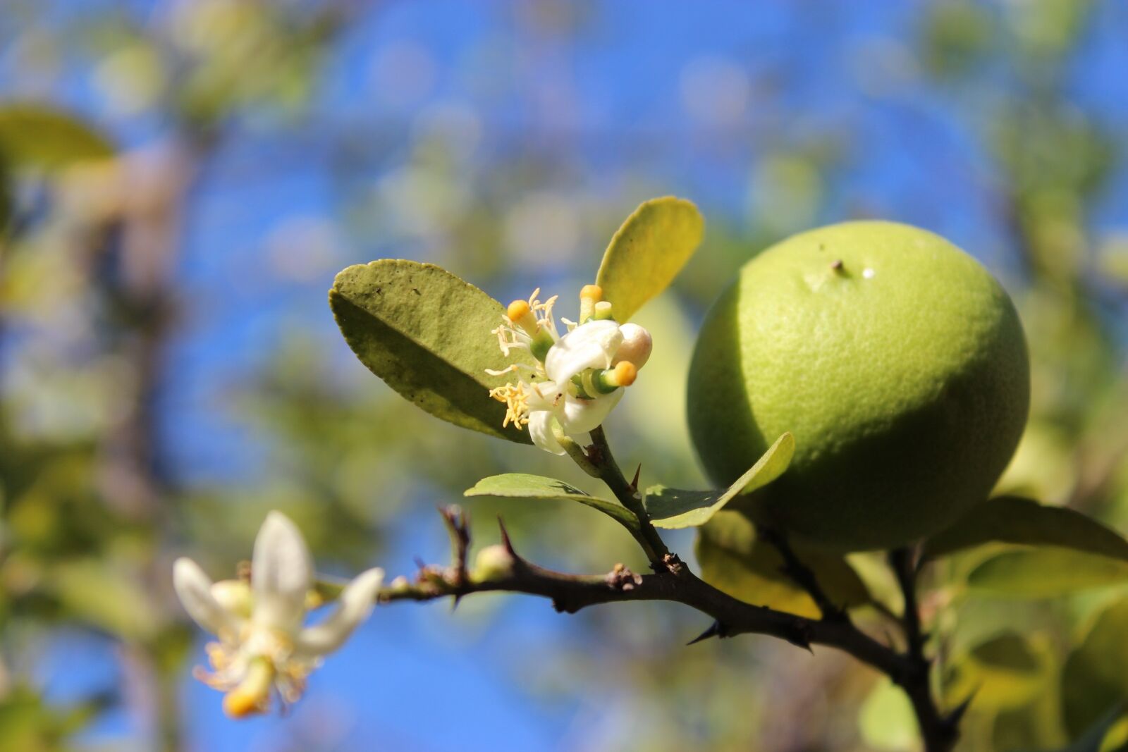 Canon EOS 600D (Rebel EOS T3i / EOS Kiss X5) sample photo. Lemon, flower, plant photography