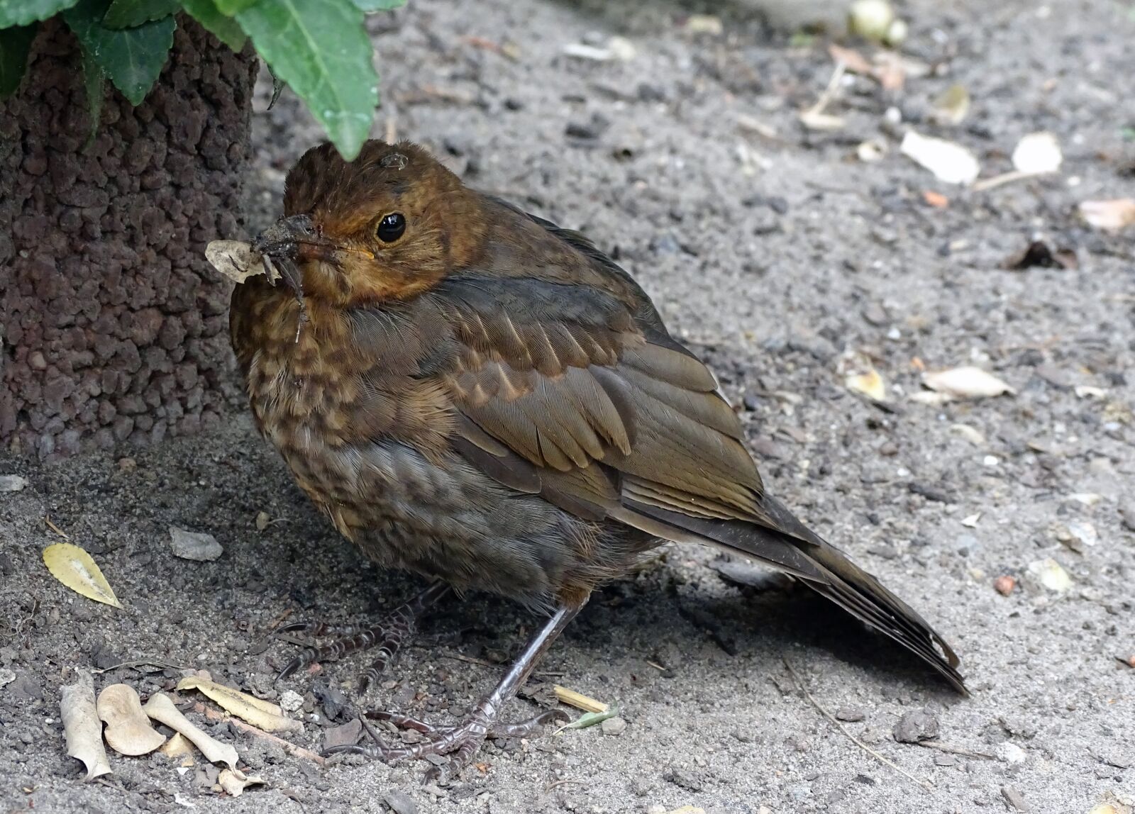 Sony Cyber-shot DSC-HX400V sample photo. Blackbird, songbird, bird photography