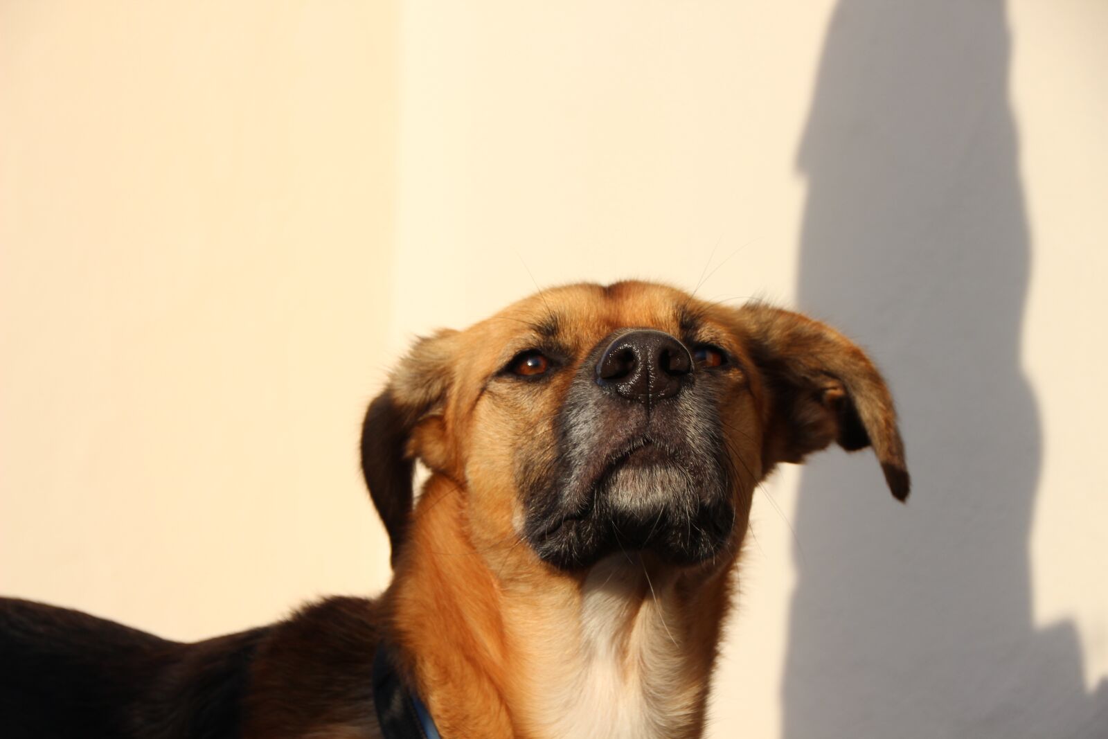 Canon EOS 600D (Rebel EOS T3i / EOS Kiss X5) sample photo. Dog, pet, hybrid photography