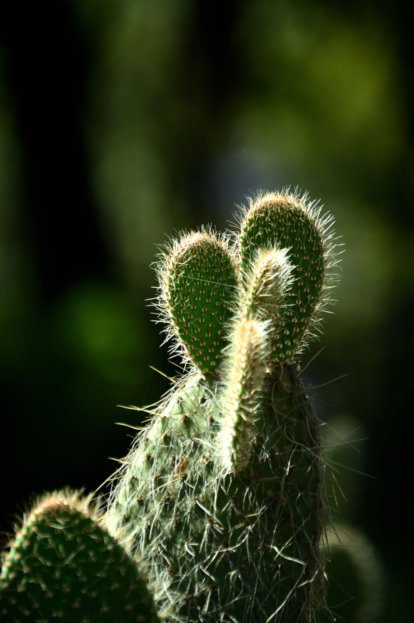 Nikon D3200 sample photo. Cactus, nature, thorny photography