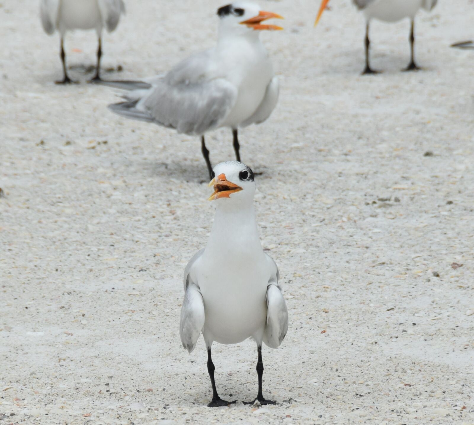 Nikon D3300 sample photo. Birds, sand, beach photography