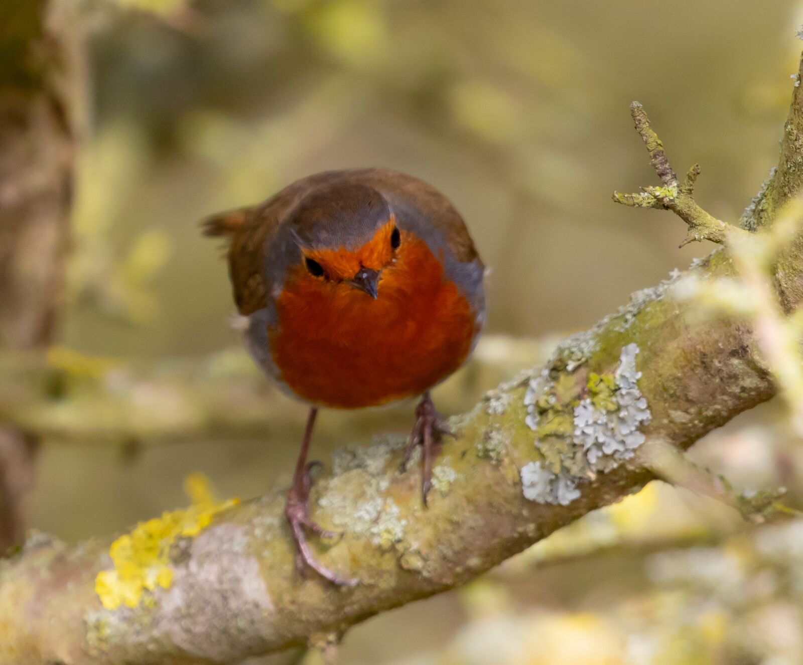 Canon EOS 7D Mark II + Canon EF 100-400mm F4.5-5.6L IS II USM sample photo. Robin redbreast in tree photography