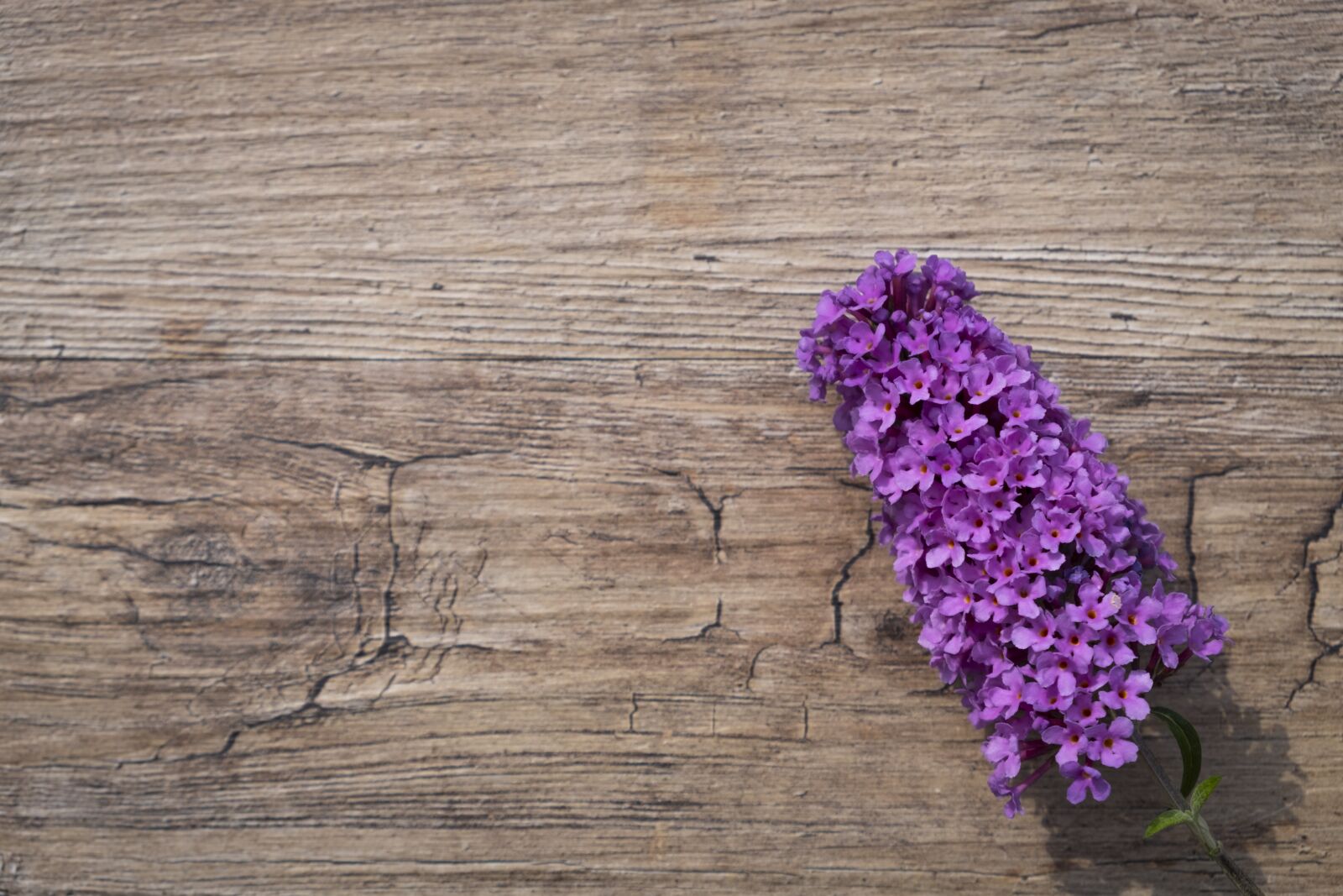 Fujifilm XF 18-55mm F2.8-4 R LM OIS sample photo. Summer lilac, butterfly bush photography