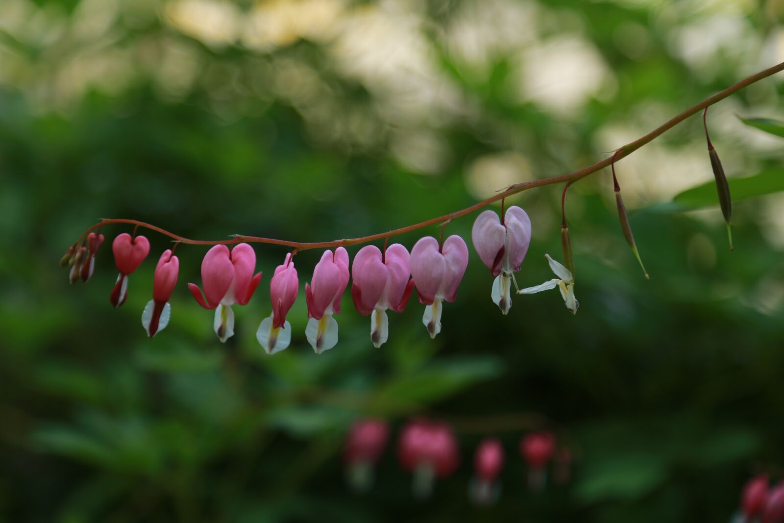 Canon EOS 6D + Canon EF 24-105mm F4L IS USM sample photo. Nature, some people don't photography