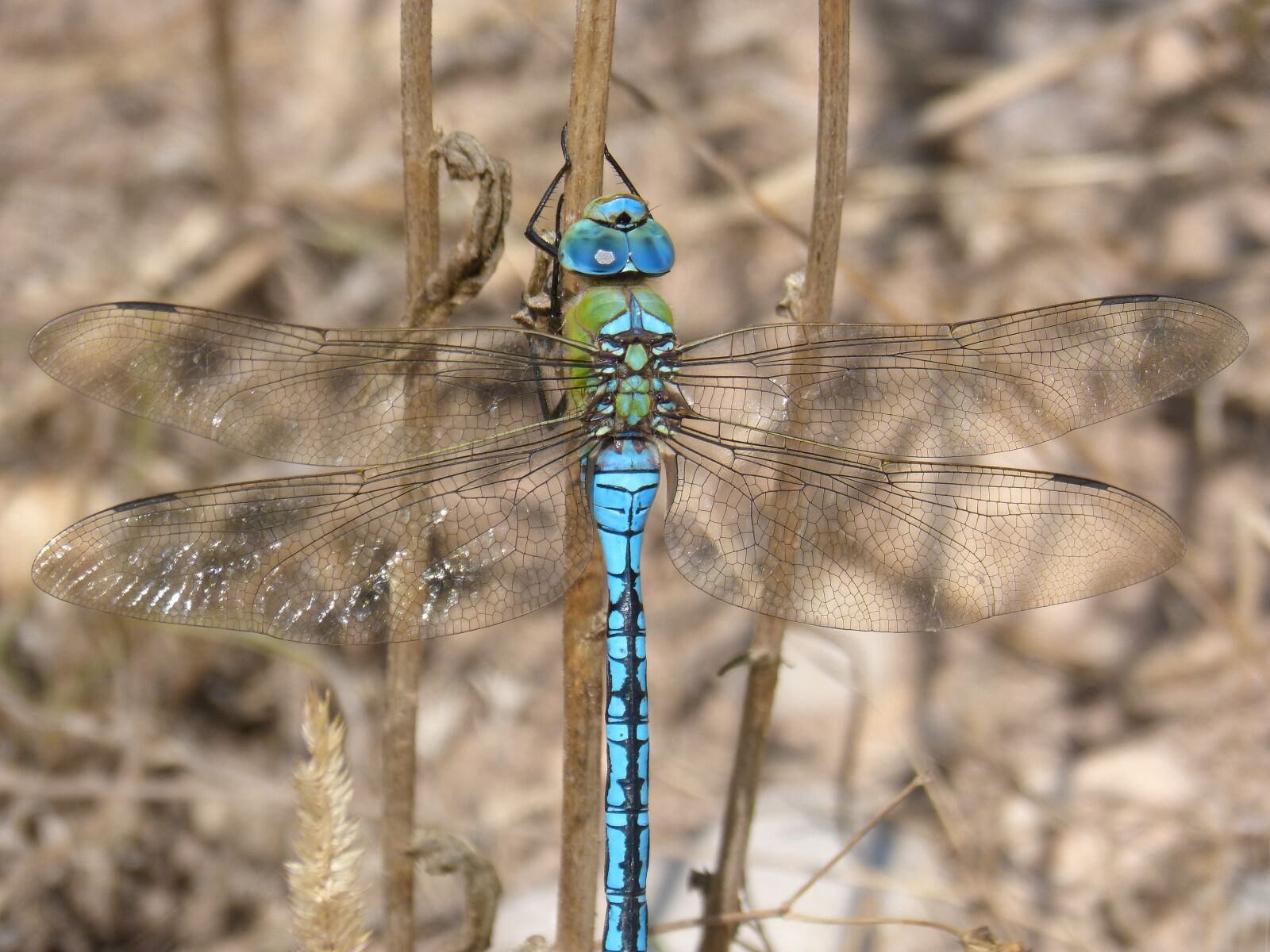 Panasonic DMC-FZ62 sample photo. Dragonfly, dragonfly large, blue photography