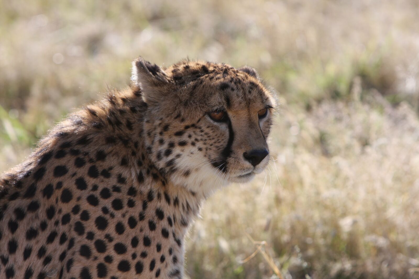 Canon EOS 40D sample photo. Cheetah, safari, namibia photography