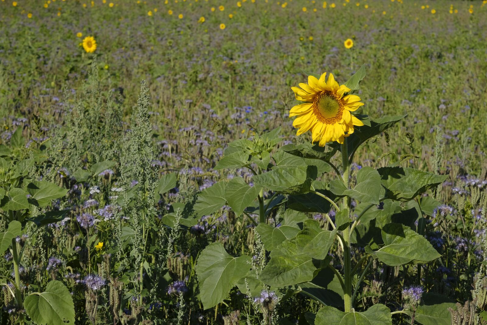 Fujifilm X-T2 + Fujifilm XF 55-200mm F3.5-4.8 R LM OIS sample photo. Sunflower, phacelia, bees photography