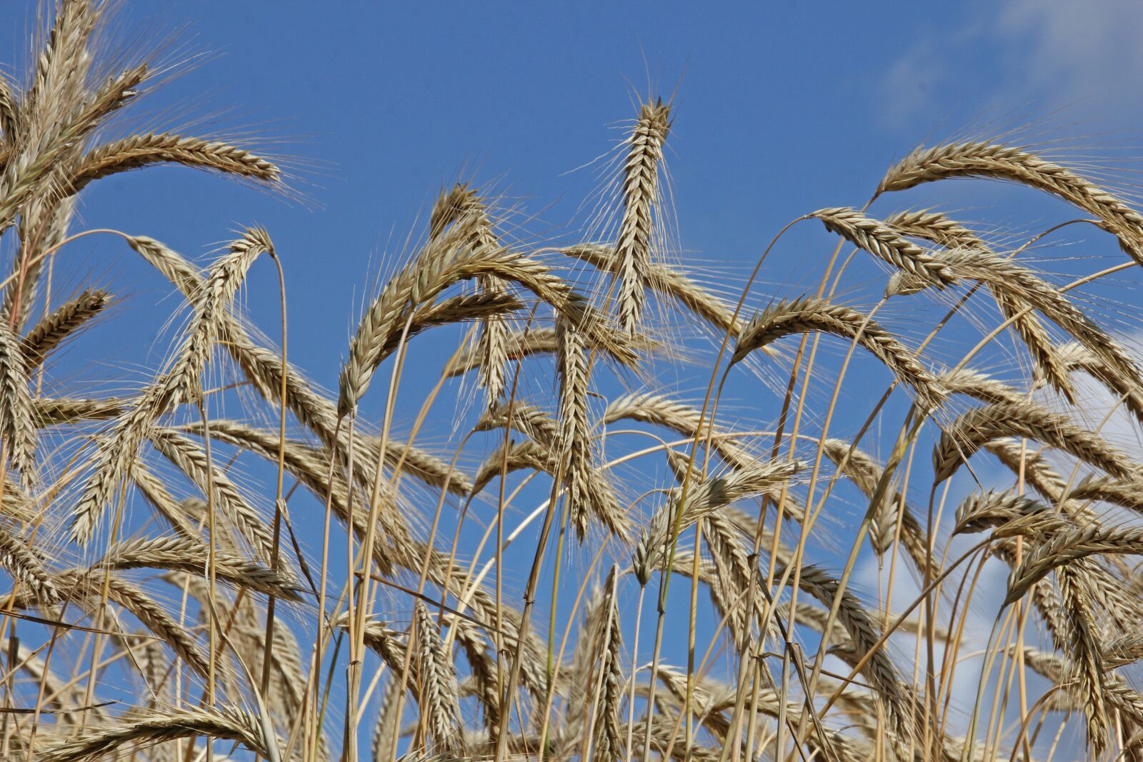 Canon EOS 60D sample photo. Sky, nature, plant photography