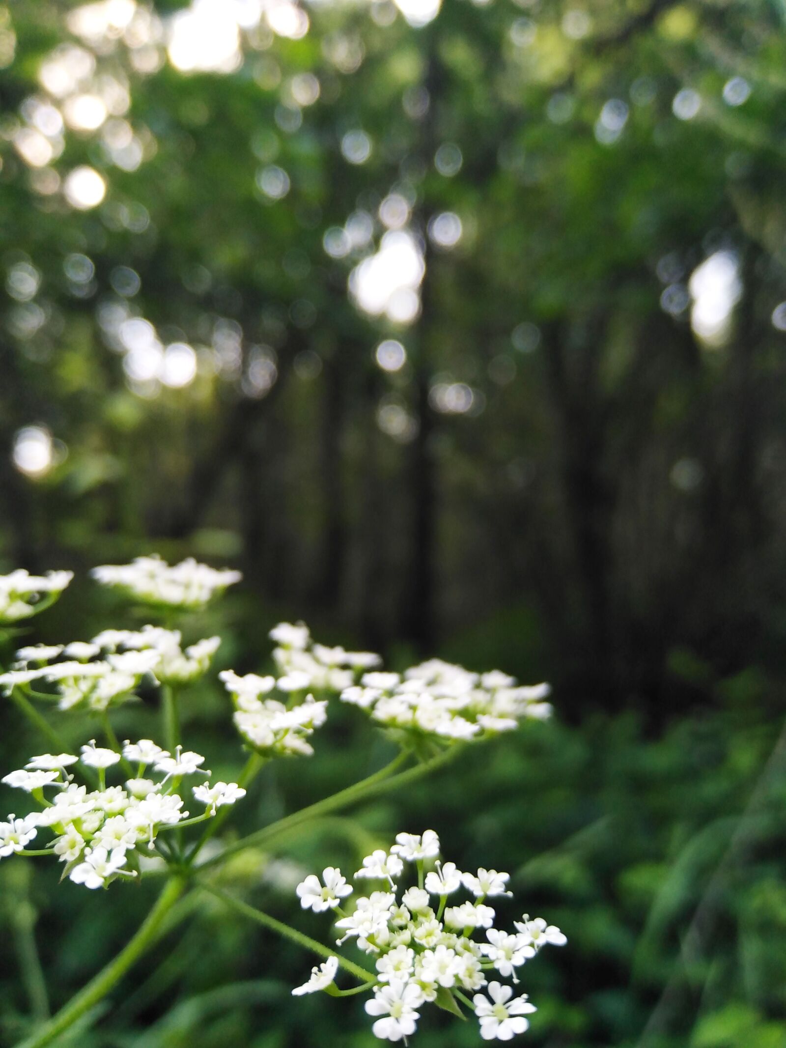 HUAWEI DUB-LX1 sample photo. Nature, forest, landscape photography