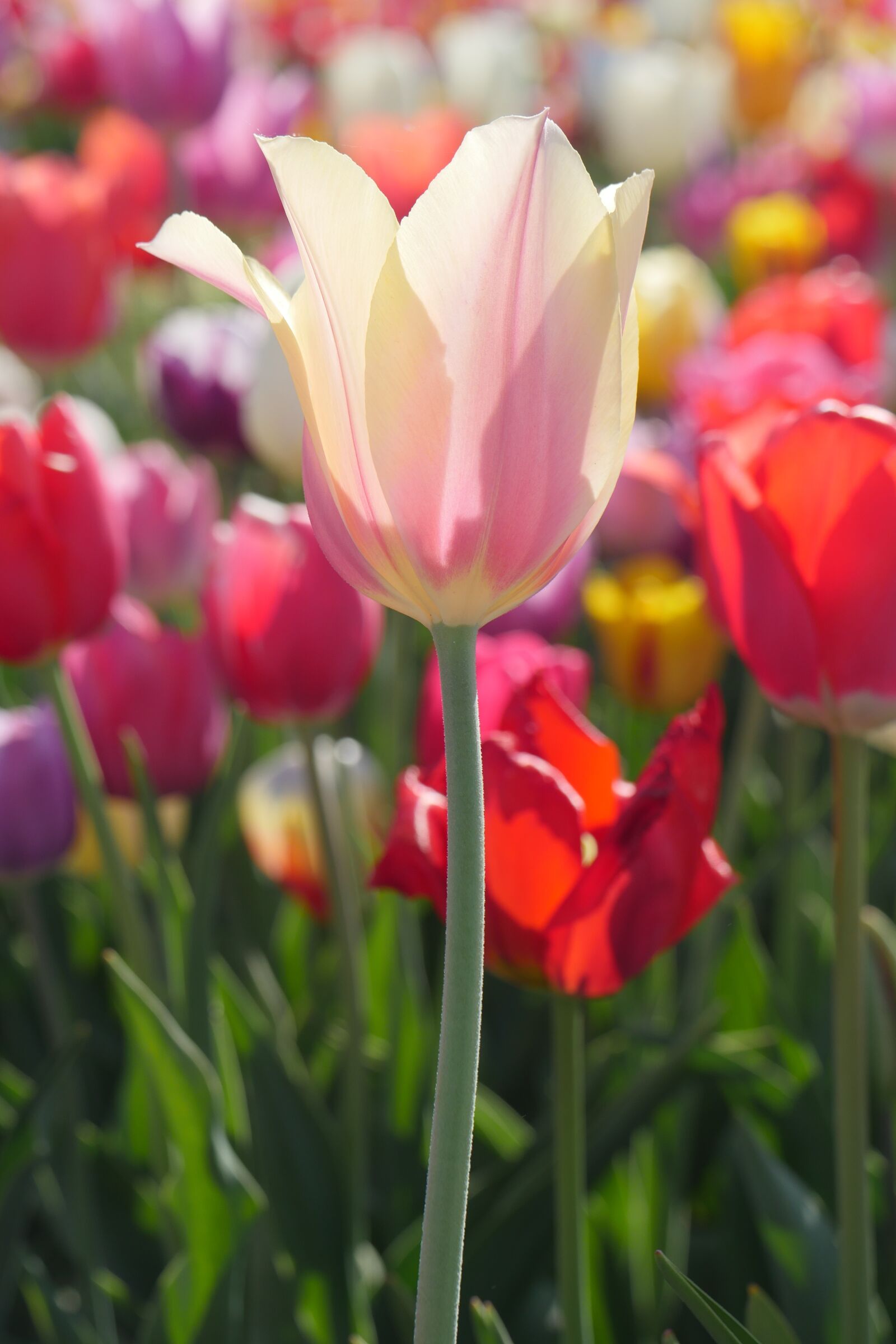 Panasonic Lumix DMC-GX8 sample photo. Flower, nature, plant photography
