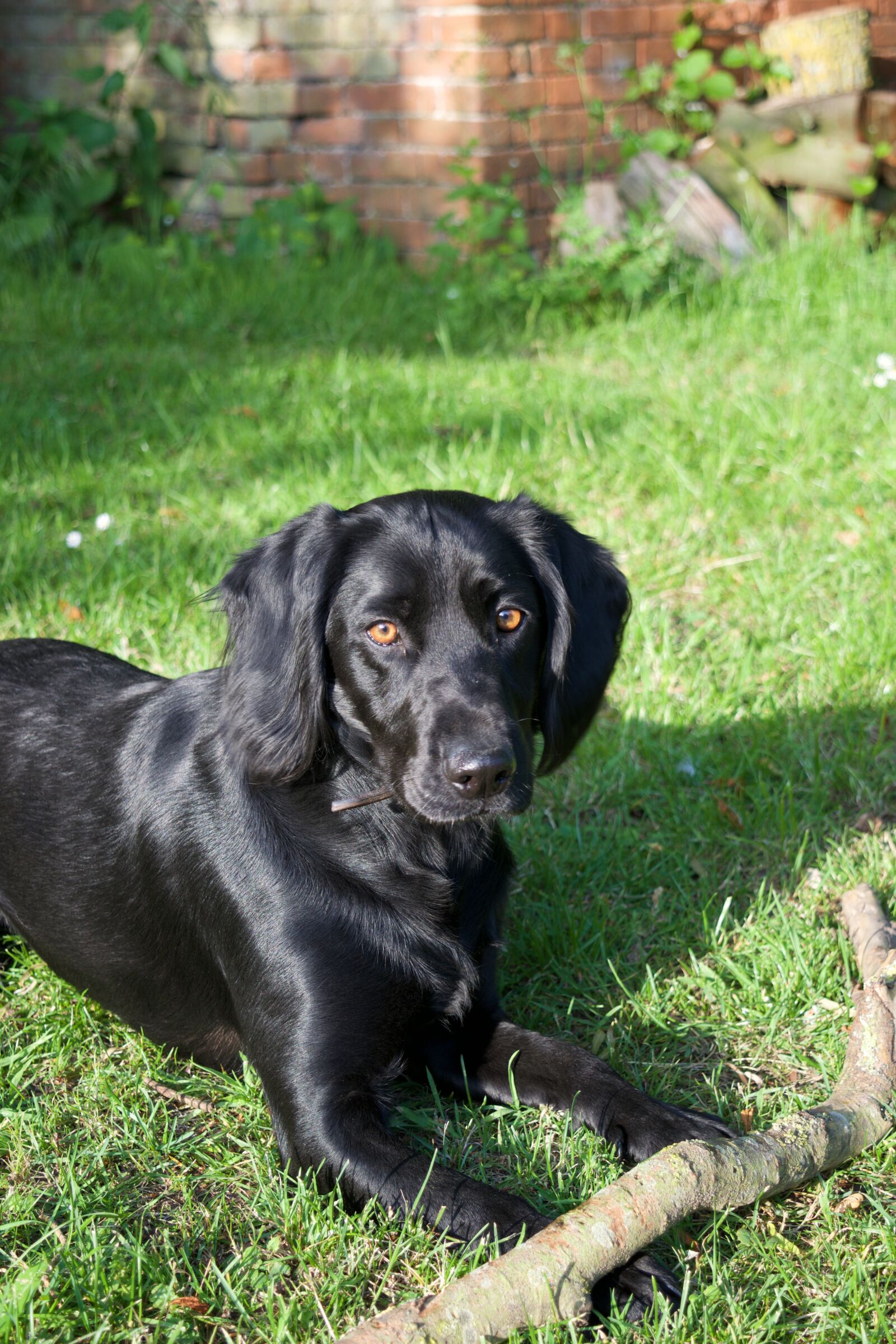Nikon D5300 sample photo. Dog, black, stick photography