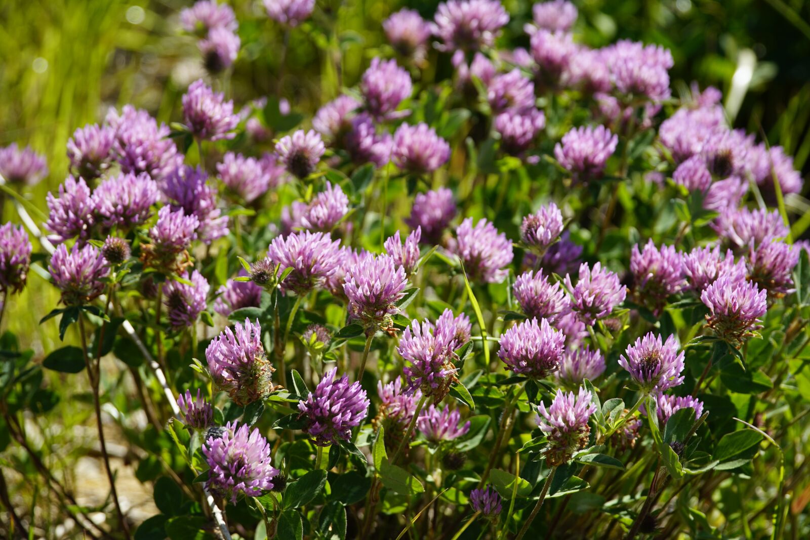 Sony a7R II + Sony E PZ 18-105mm F4 G OSS sample photo. Clover, trifolium, meadow photography