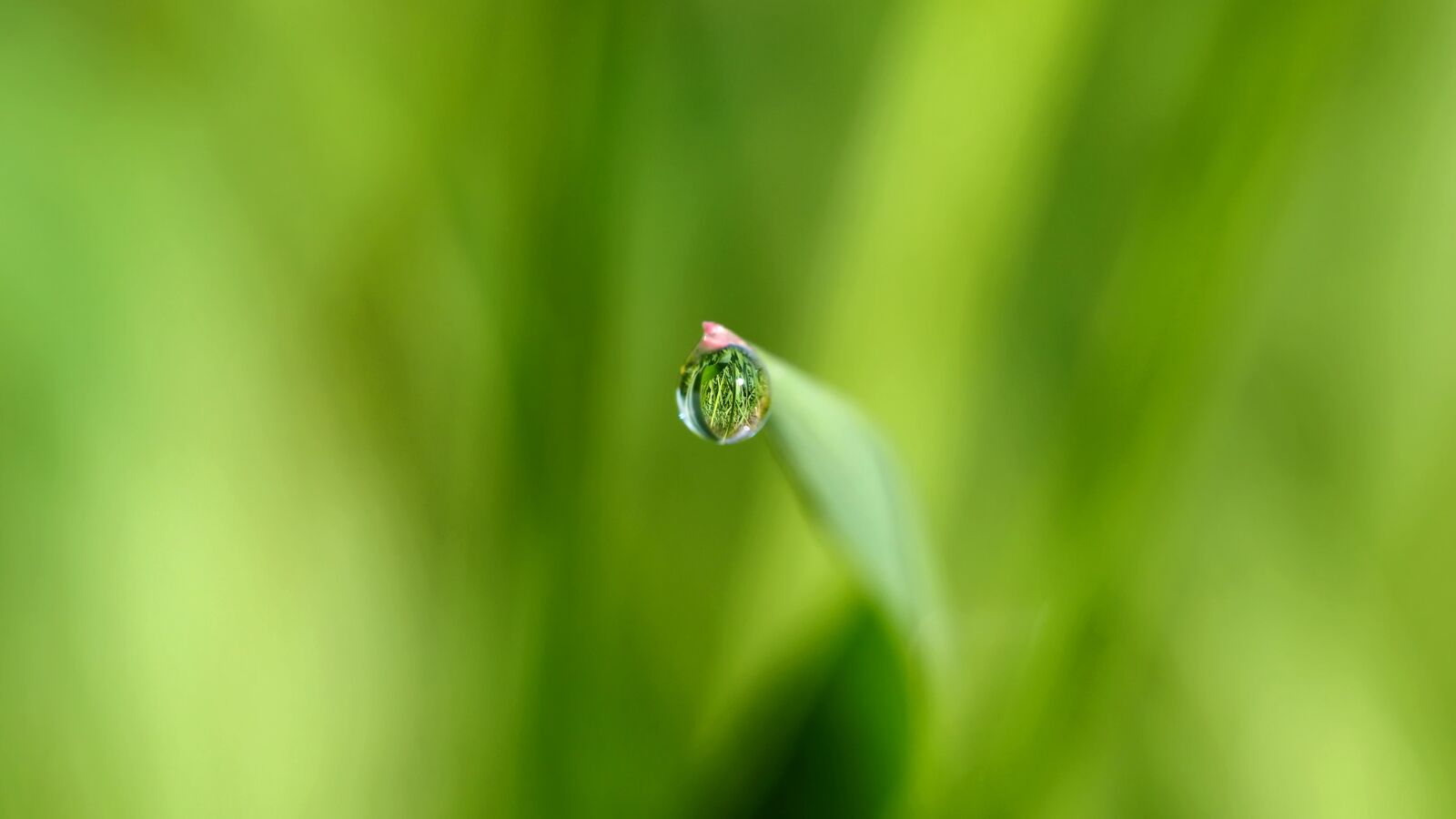 Olympus M.Zuiko Digital ED 60mm F2.8 Macro sample photo. Mirror in the meadow photography