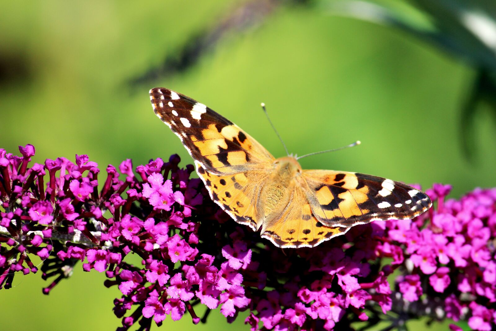 Canon EF-S 55-250mm F4-5.6 IS II sample photo. Butterfly, buddleja davidii, nature photography