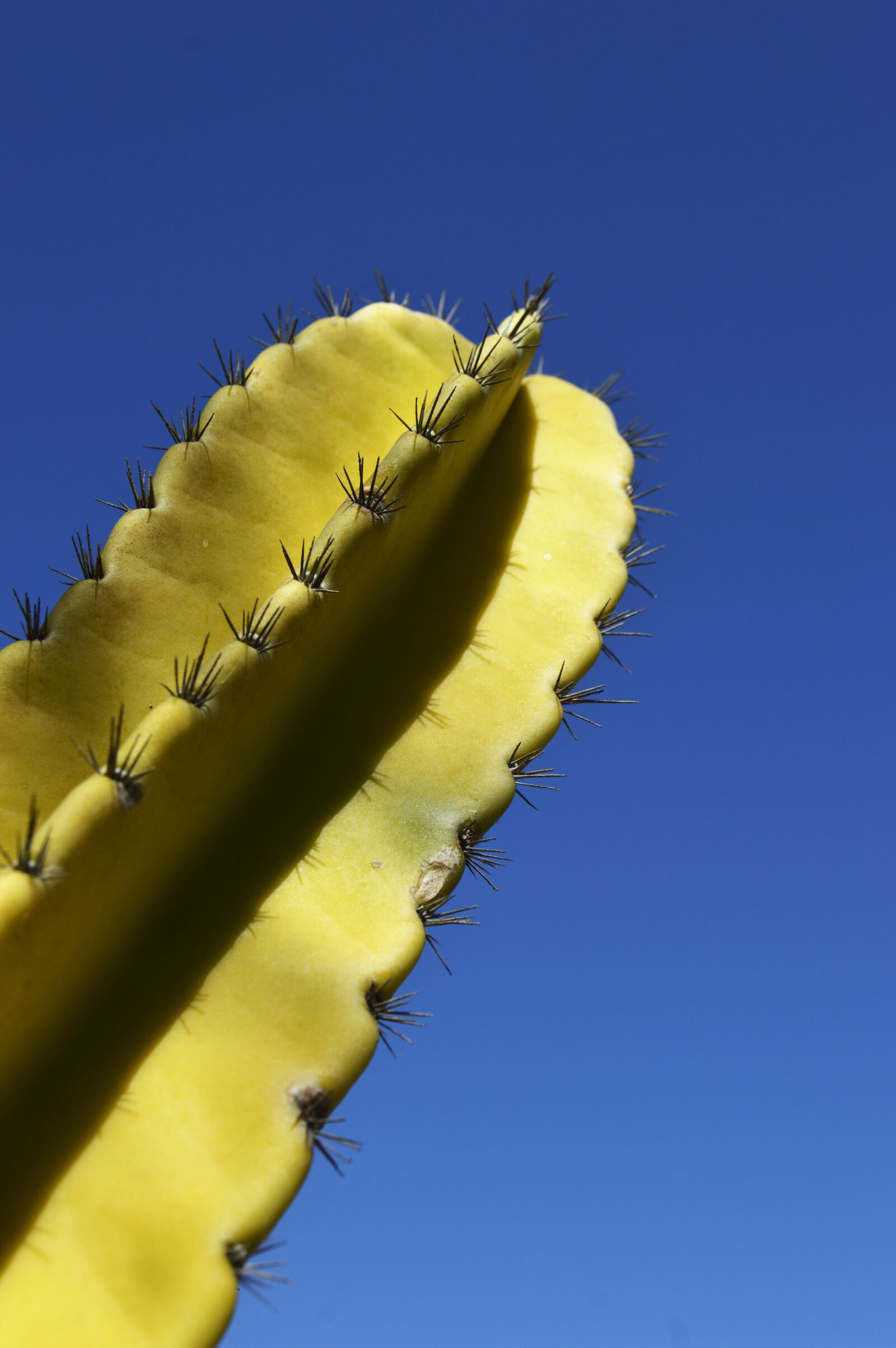 Nikon D3200 sample photo. Cactus, cactu, nature photography