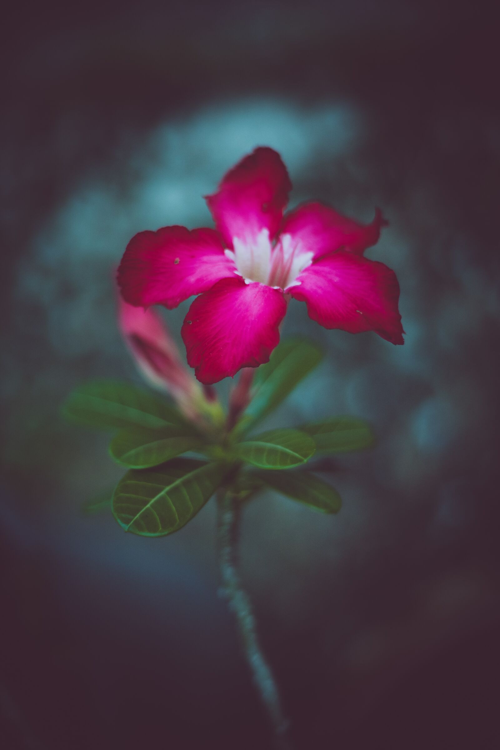 Canon EOS RP sample photo. Plant, thailand, the pink photography