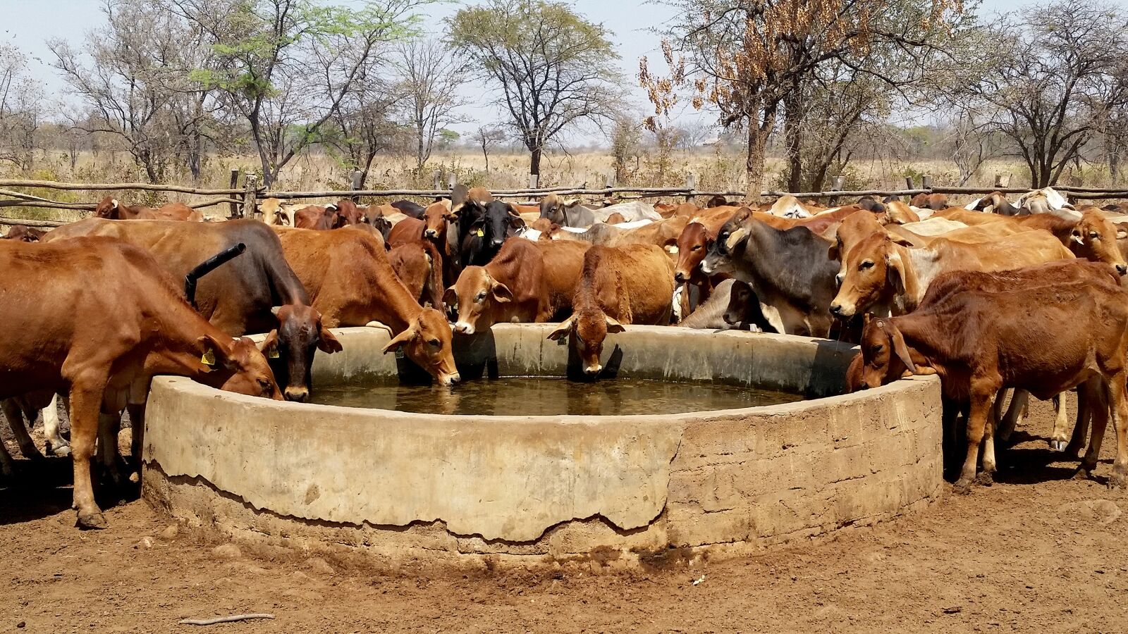Samsung Galaxy S5 sample photo. Cattle, water trough, livestock photography