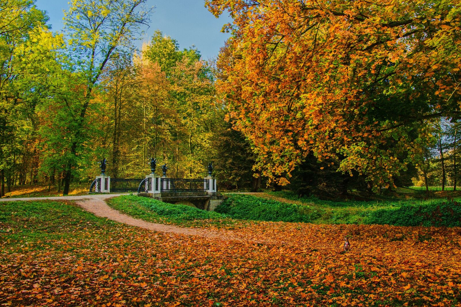 Nikon D5500 sample photo. Autumn, trees, mood photography