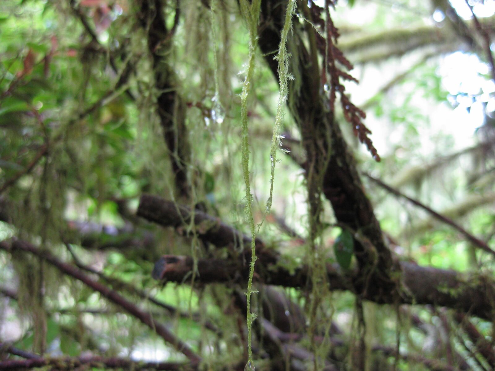 Canon PowerShot SD790 IS (Digital IXUS 90 IS / IXY Digital 95 IS) sample photo. Moss, trees, branch photography