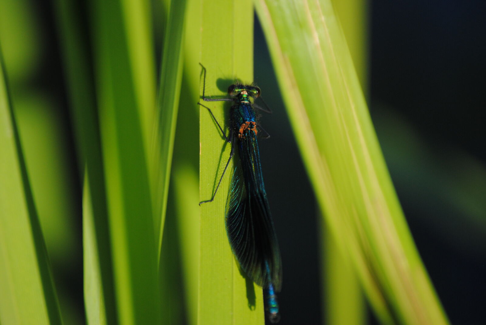 Nikon AF-S DX Nikkor 55-200mm F4-5.6G ED sample photo. Closeup, green, insect, dragonfly photography