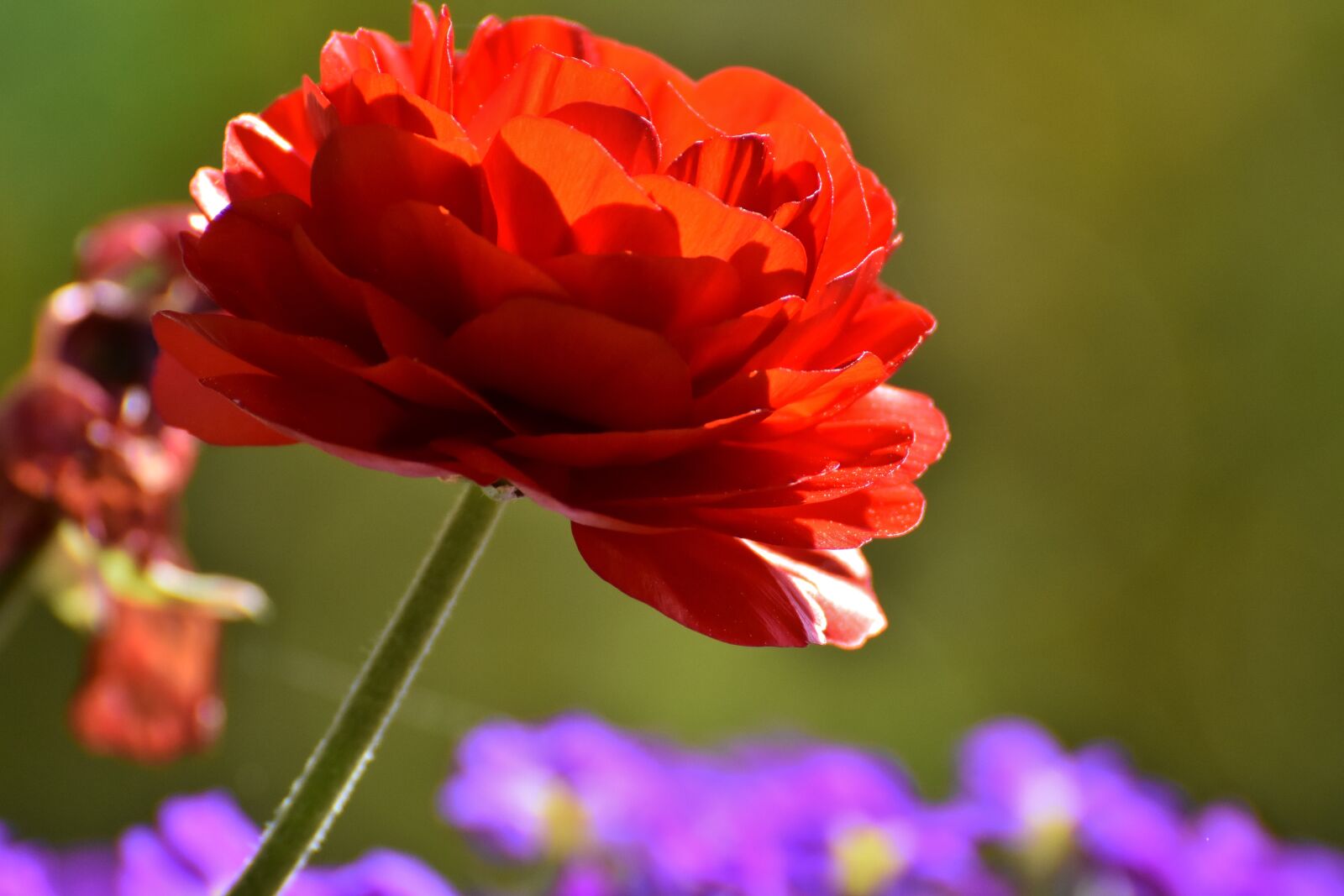 Nikon D7200 sample photo. Ranunculus, ranunculus flower, blossom photography