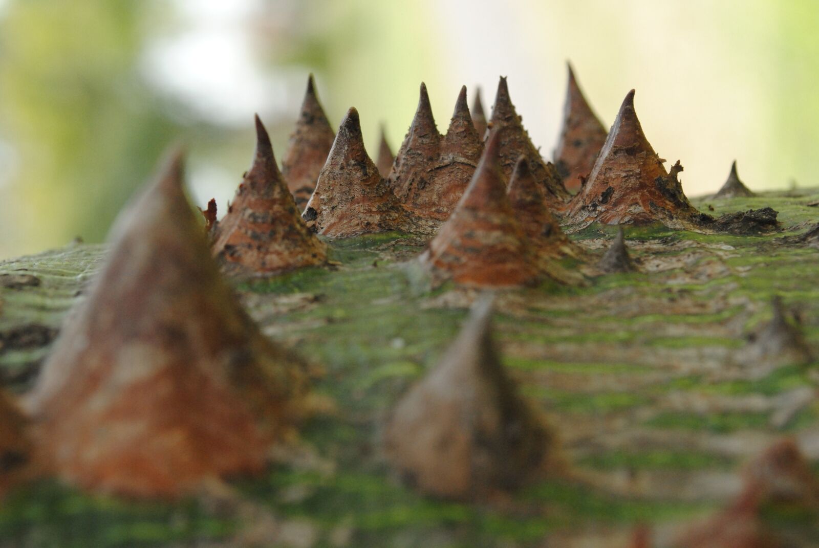 Nikon D3000 sample photo. Texture, nature, plant photography