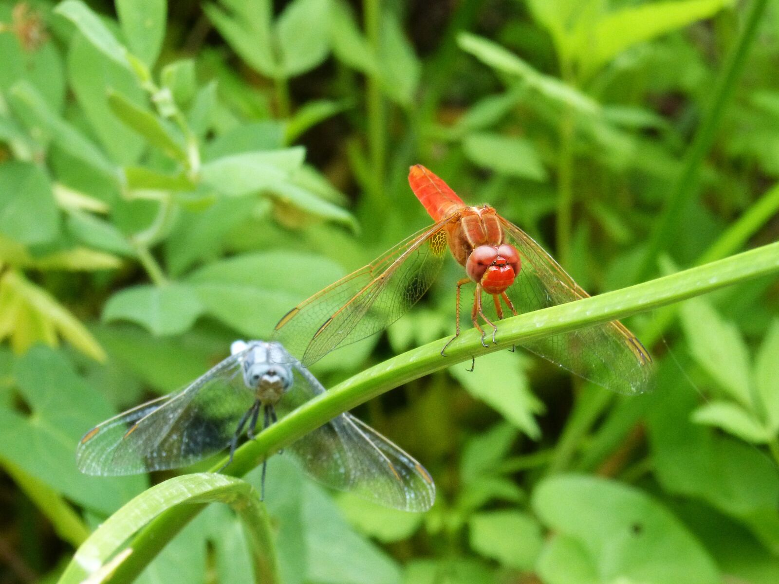 Panasonic DMC-FZ62 sample photo. Dragonfly, couple, erythraea crocothemis photography