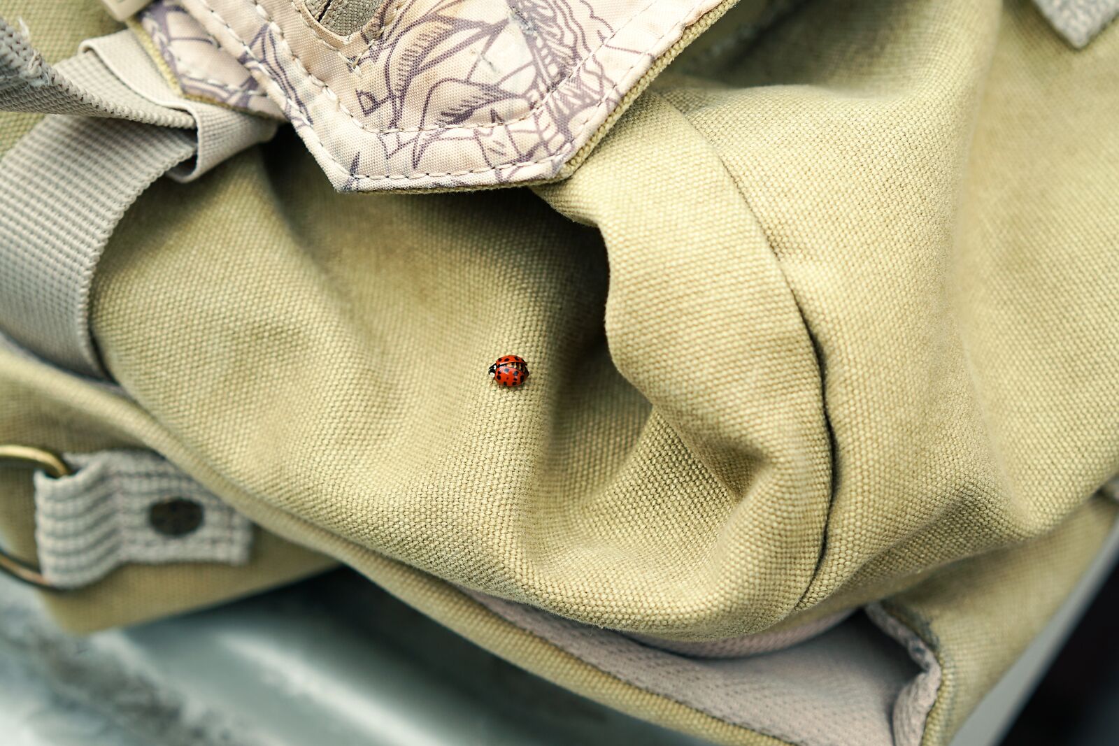 Sony a7 II + Sony Sonnar T* FE 55mm F1.8 ZA sample photo. Backpack, ladybug, travel photography