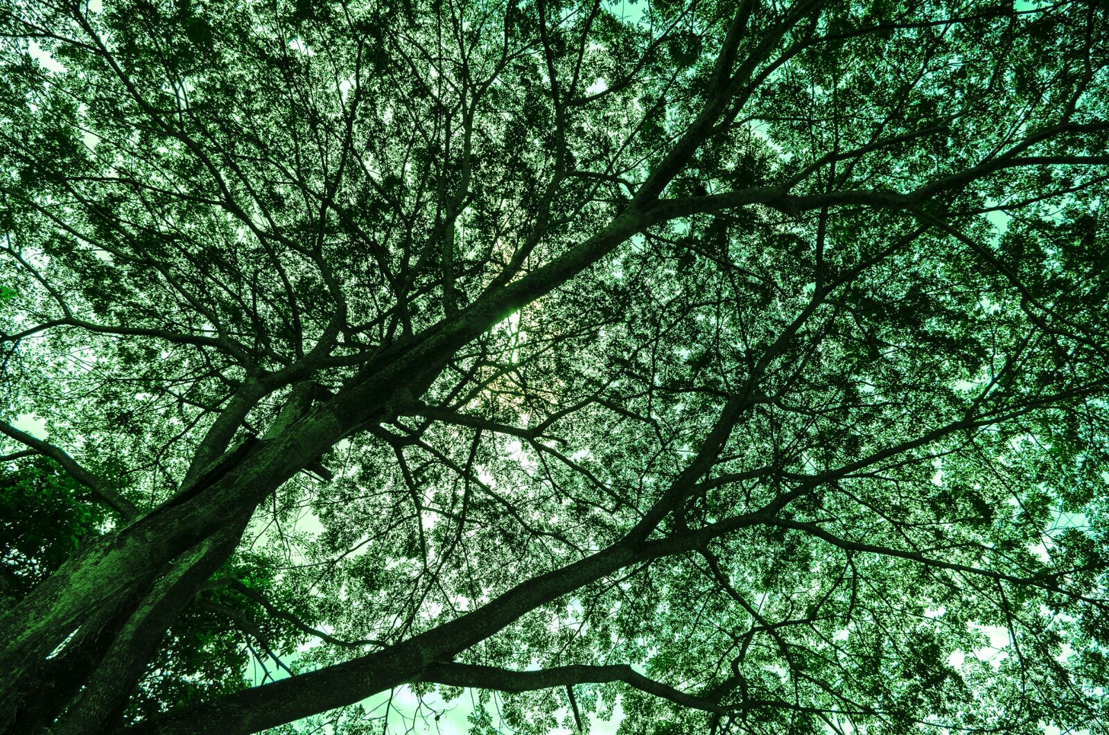 Pentax K-50 sample photo. Tree, wood, leaf photography