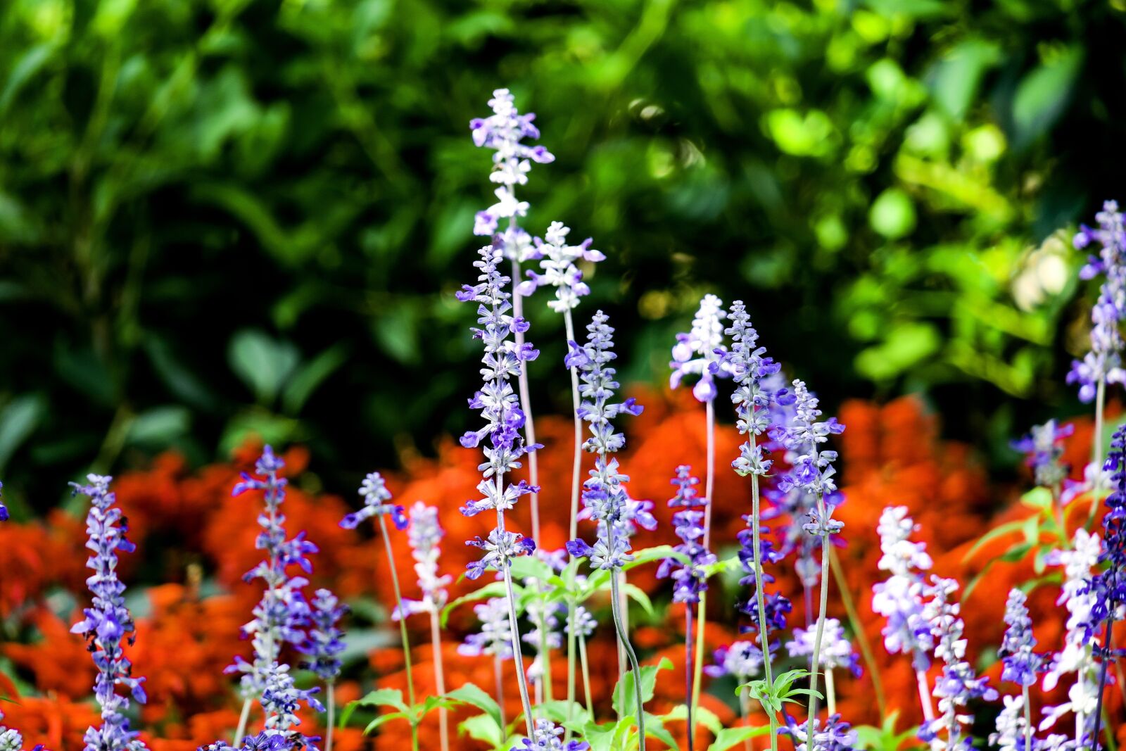 Canon PowerShot G3 X sample photo. Lavender, nature, plant photography