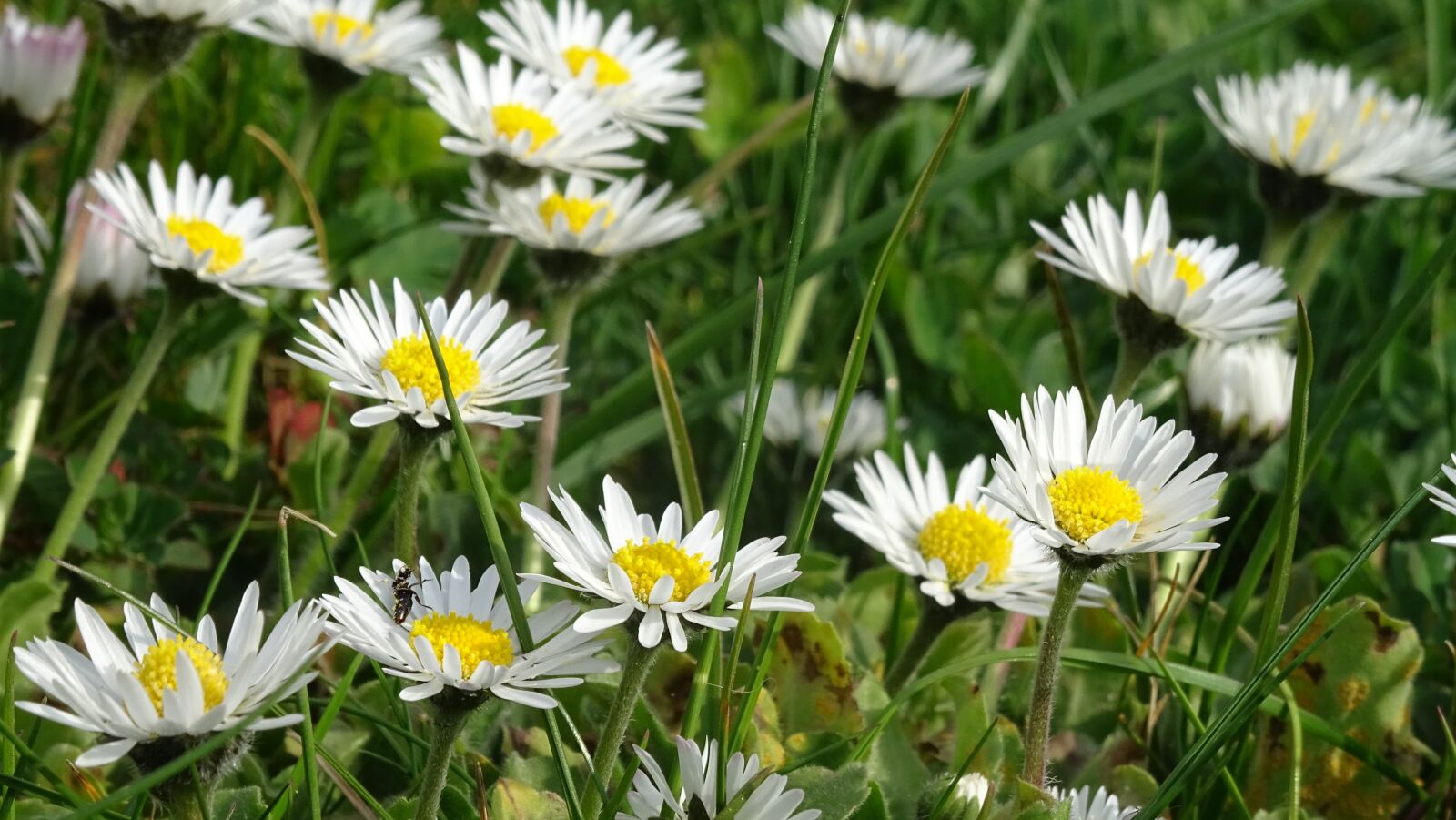 Sony DSC-HX60 sample photo. Daisies, meadow, flowers photography