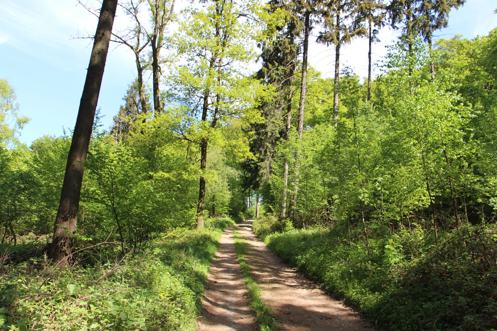 Canon EOS 700D (EOS Rebel T5i / EOS Kiss X7i) sample photo. Nature, wood, tree photography