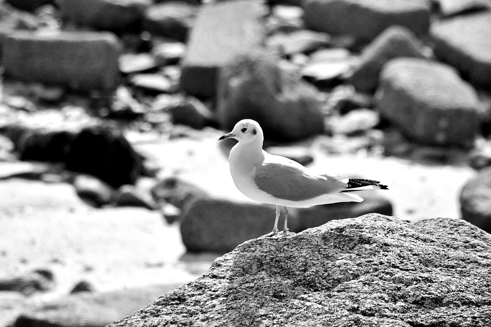 Nikon D5200 sample photo. Animalier, faune, mouette, noir photography
